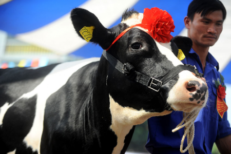 Sôi Động Cuộc Thi Hoa Hậu Bò Sữa Mộc Châu 2014