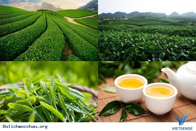 Du Lịch Mộc Châu Gắn Sản Xuất Chề Biến Chè Với Việc Phát Triển Du Lịch - Ảnh 3 Du Lịch Mộc Châu Gắn Sản Xuất Chề Biến Chè Với Việc Phát Triển Du Lịch - Ảnh 3