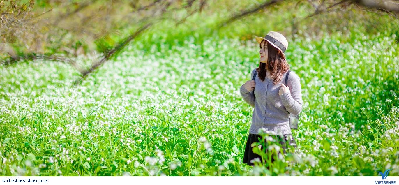 Tour Mộc Châu Mùa Hoa Cải 2024