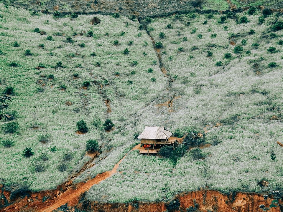 Top ảnh đẹp Hoa Cai - Mộc Châu - Ảnh 1 Top ảnh đẹp Hoa Cai - Mộc Châu - Ảnh 1