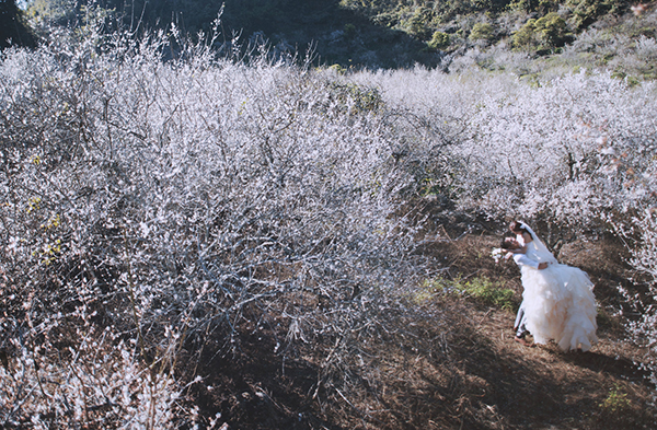 Bộ Ảnh Cưới Để Đời Giữa Thiên Đường Hoa Mận Trắng Mộc Châu - Ảnh 3