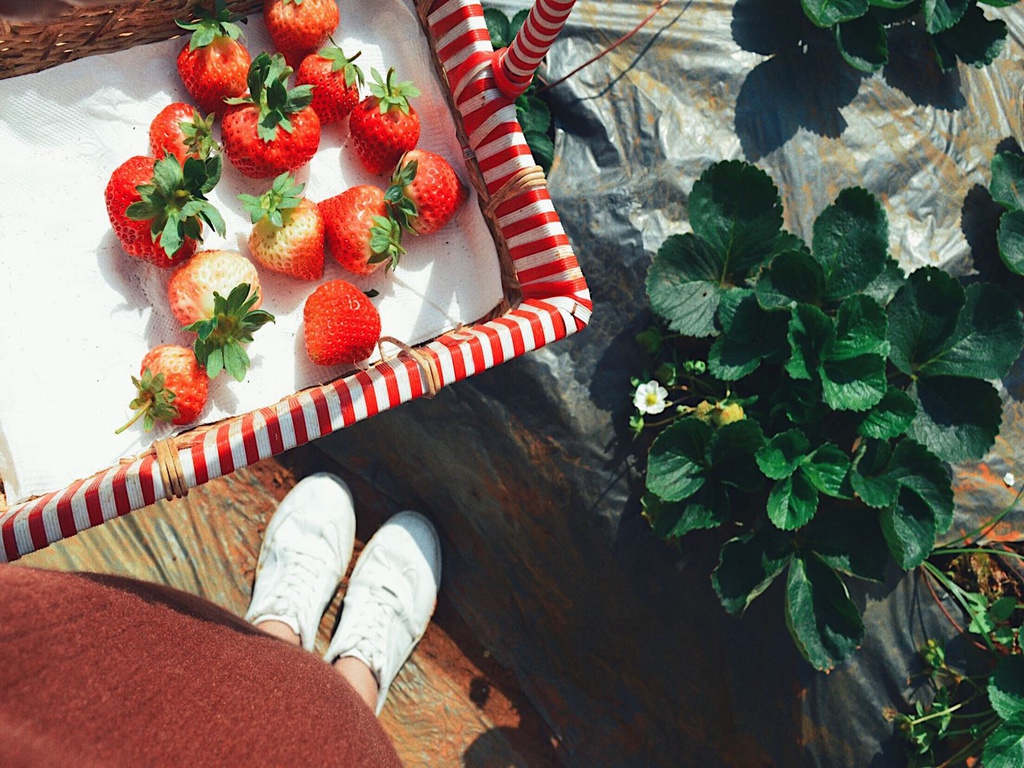 Check-in Mộc Châu - Điểm Đến Hấp Dẫn Nhất Những Ngày Cuối Năm - Ảnh 12