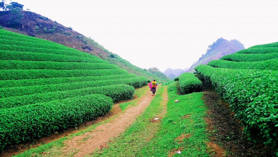 Phương tiện di chuyển khi đến Mộc Châu tháng 10 Phương tiện di chuyển khi đến Mộc Châu tháng 10