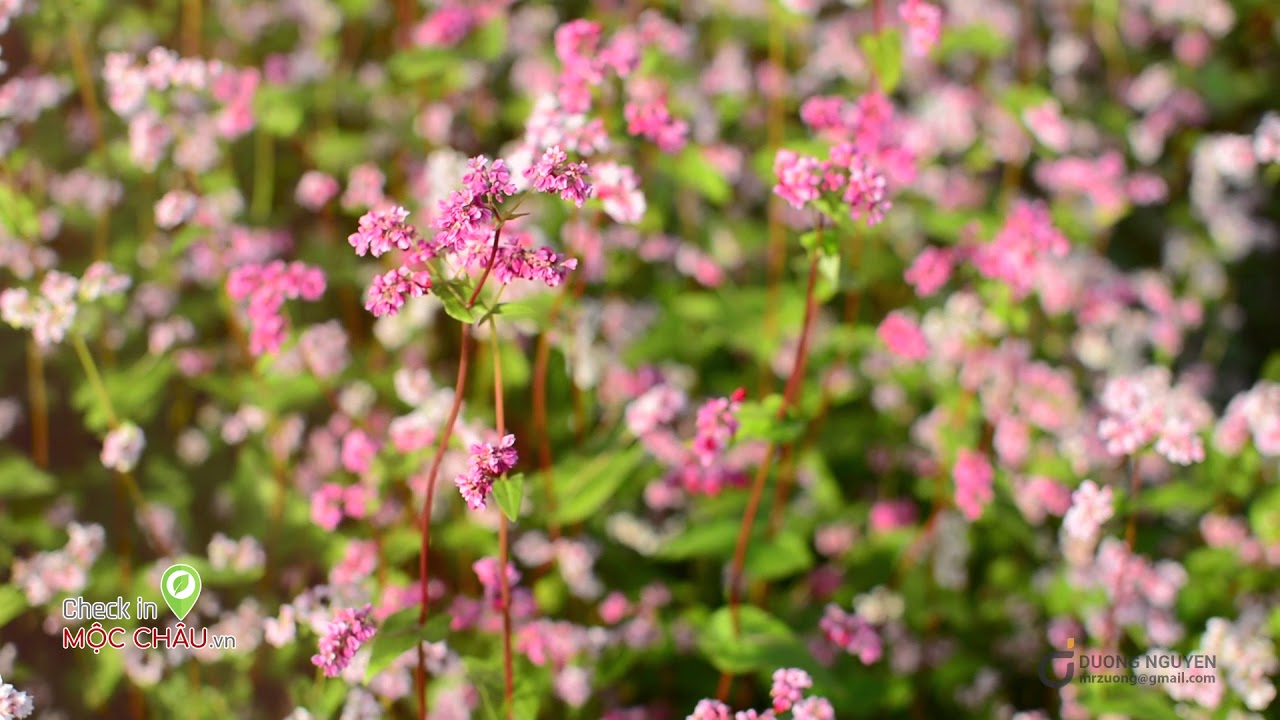 Những Cánh Đồng Hoa Tam Giác Mạch Bắt Đầu Nở Rộ