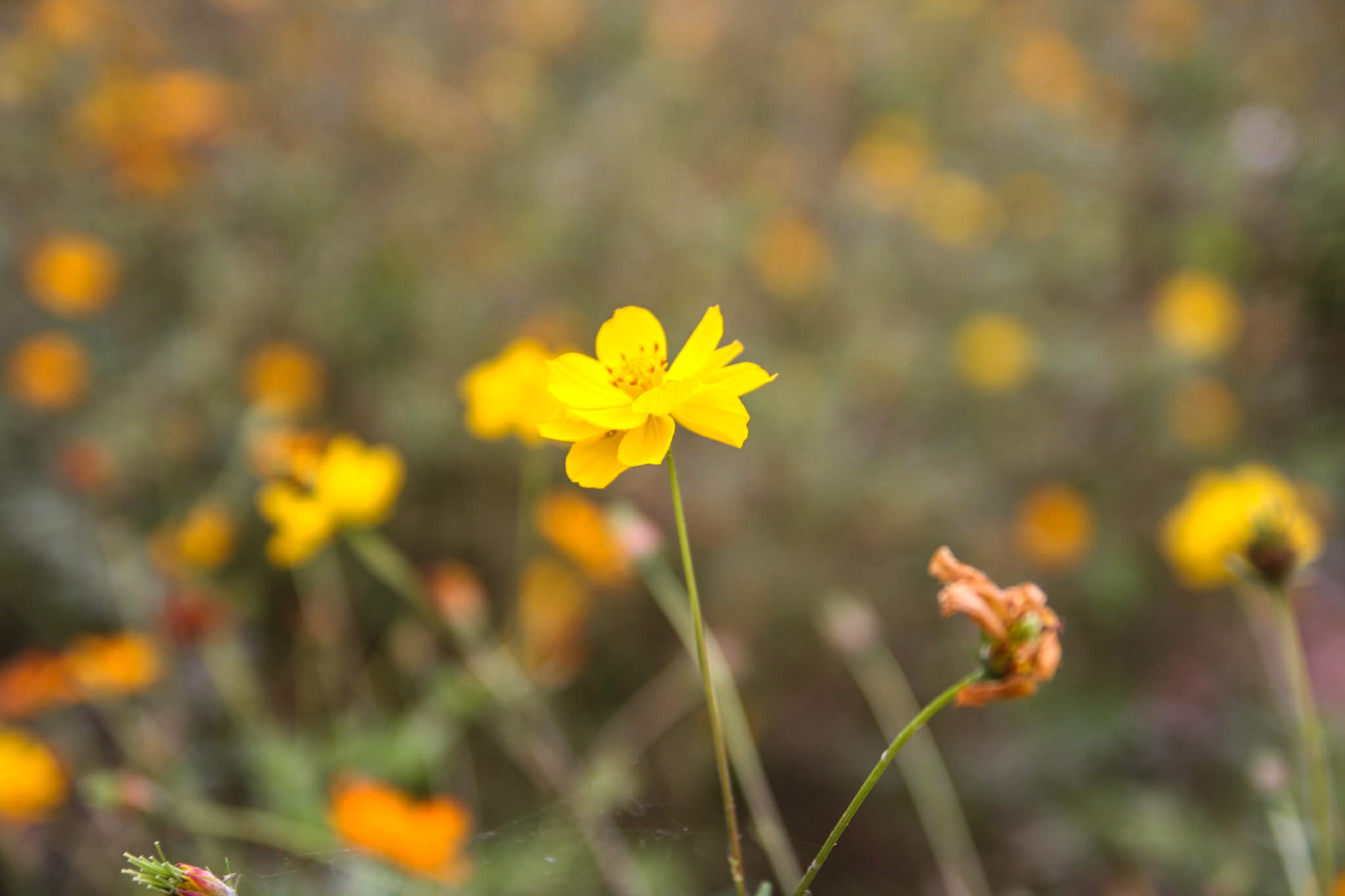Hình Ảnh Đoàn chương trình Mộc Châu Khởi Hành 16 - 17/12/2017 - Ảnh 11