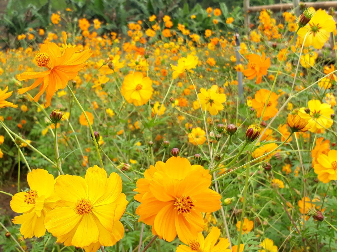 Hình Ảnh Đoàn chương trình Mộc Châu Khởi Hành 9 - 10/12/2017 - Ảnh 4