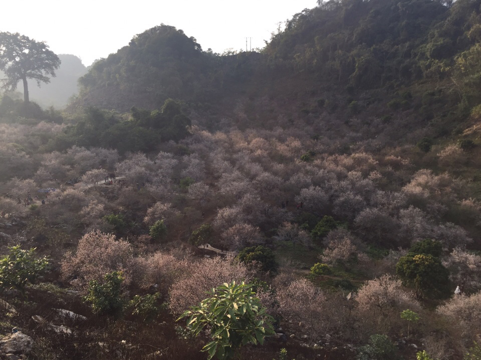 Hình Ảnh Đoàn chương trình Mộc Châu Mùa Hoa Mơ Hoa Mận Ngày 13 - 14/1/2018 - Ảnh 16