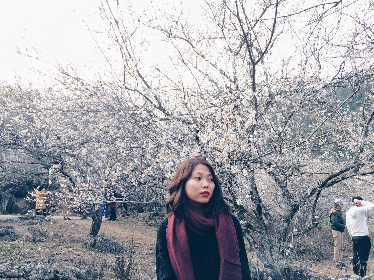 Hình Ảnh Đoàn chương trình Mộc Châu Mùa Hoa Mơ Hoa Mận Ngày 13 - 14/1/2018 - Ảnh 2