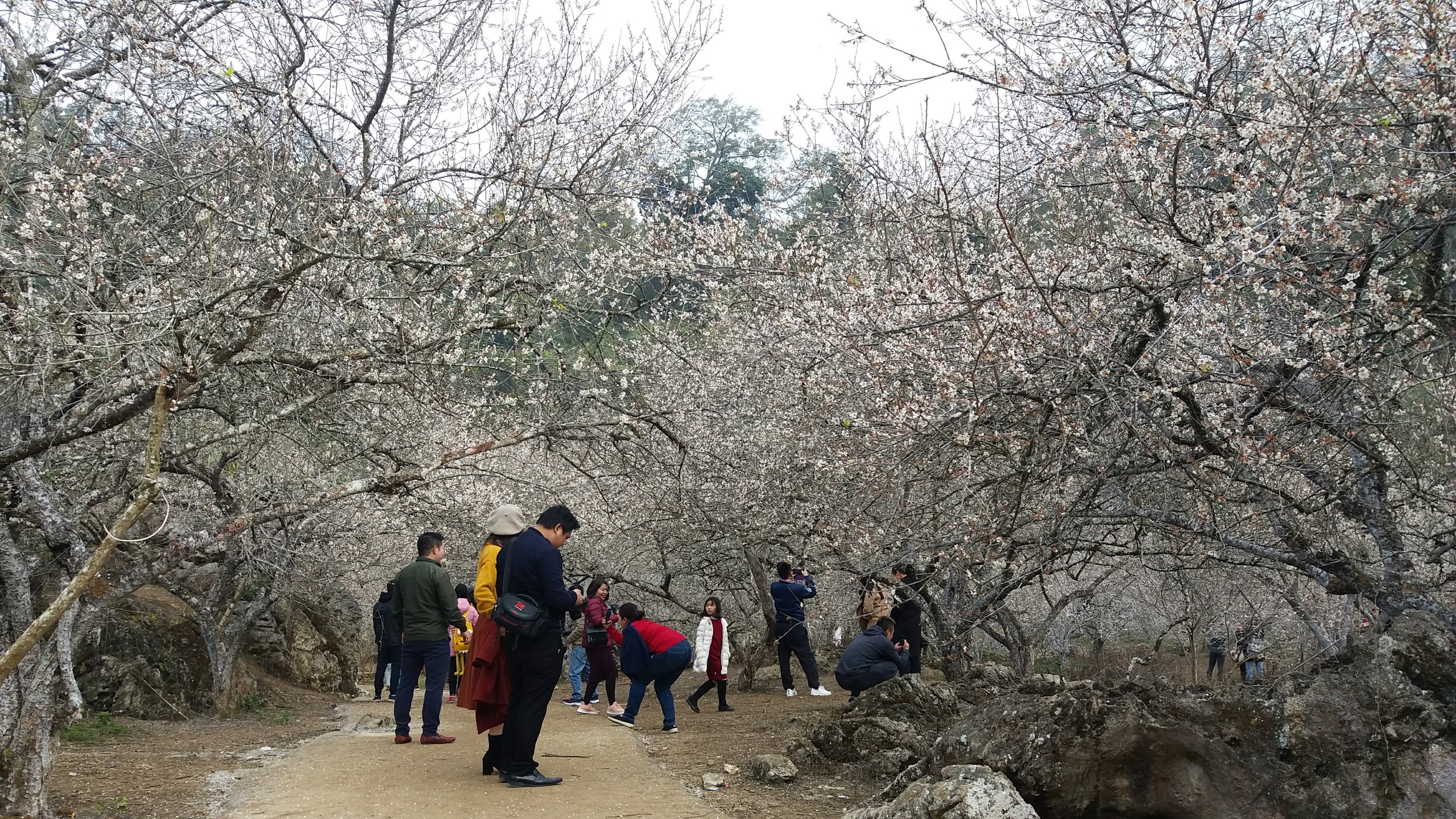 Hình Ảnh Đoàn chương trình Thung Nai Mộc Châu Khởi Hành 13 - 14/1/2018 - Ảnh 4