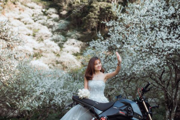 Hoa Mận Mộc Châu Mùa Hoa Khiến Lữ Khách Phải Nao Lòng - Ảnh 2 Hoa Mận Mộc Châu Mùa Hoa Khiến Lữ Khách Phải Nao Lòng - Ảnh 2