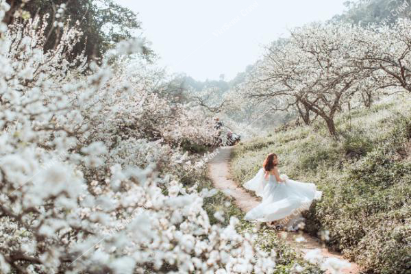 Hoa Mận Mộc Châu Mùa Hoa Khiến Lữ Khách Phải Nao Lòng - Ảnh 3 Hoa Mận Mộc Châu Mùa Hoa Khiến Lữ Khách Phải Nao Lòng - Ảnh 3