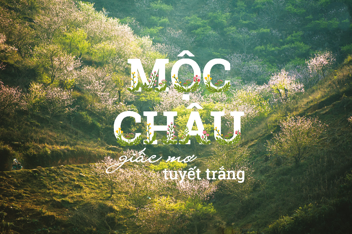 Mộc Châu - Giấc Mơ Tuyết Trắng - Ảnh 1
