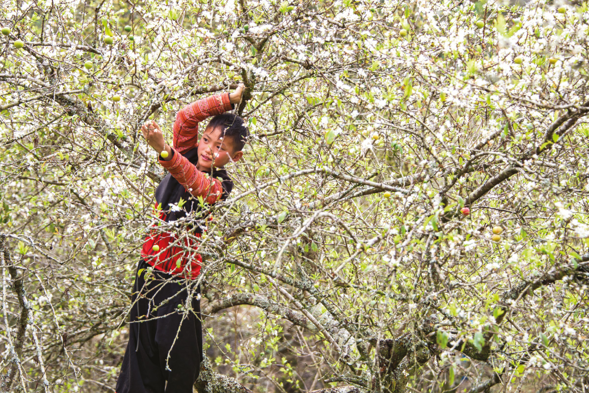 Mộc Châu - Giấc Mơ Tuyết Trắng - Ảnh 2