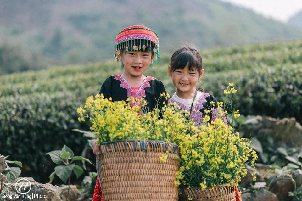 Mùa Hoa Cải Vàng Trên Cao Nguyên Mộc Châu - Ảnh 7 Mùa Hoa Cải Vàng Trên Cao Nguyên Mộc Châu - Ảnh 7