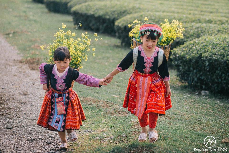 Mùa Hoa Cải Vàng Trên Cao Nguyên Mộc Châu - Ảnh 8 Mùa Hoa Cải Vàng Trên Cao Nguyên Mộc Châu - Ảnh 8