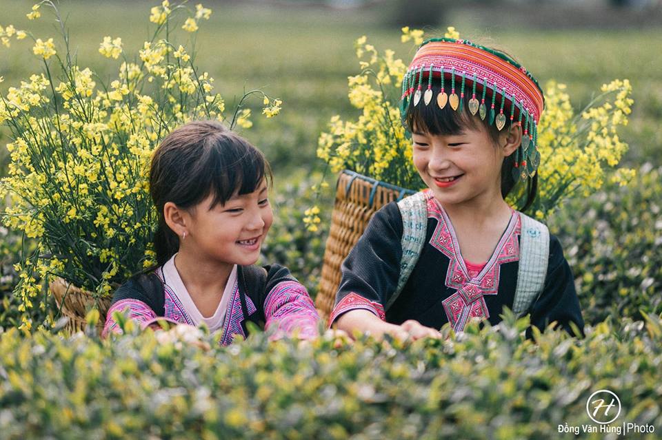 Mùa Hoa Cải Vàng Trên Cao Nguyên Mộc Châu - Ảnh 2 Mùa Hoa Cải Vàng Trên Cao Nguyên Mộc Châu - Ảnh 2