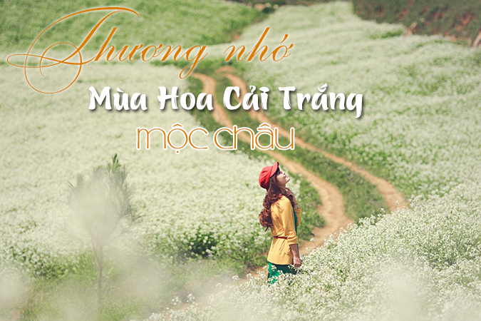 Ngất Ngây 4 điểm thăm quan Mộc Châu Mùa Hoa Cái Trắng - Ảnh 1 Ngất Ngây 4 điểm thăm quan Mộc Châu Mùa Hoa Cái Trắng - Ảnh 1