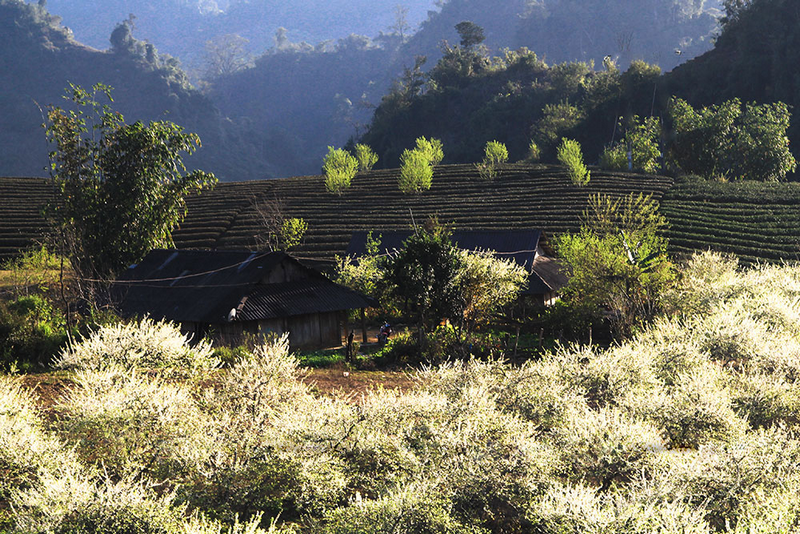 Ngược Về Mộc Châu Ngắm Hoa Mận Đang Bung Nở Trắng Một Góc Trời - Ảnh 10