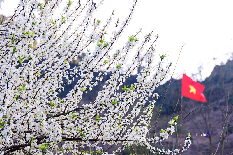 Ngược Về Mộc Châu Ngắm Hoa Mận Đang Bung Nở Trắng Một Góc Trời - Ảnh 6