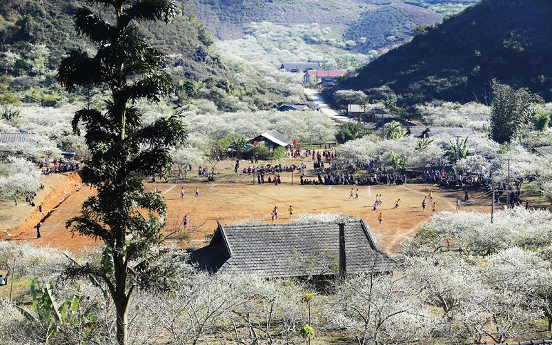 Ngược Về Mộc Châu Ngắm Hoa Mận Đang Bung Nở Trắng Một Góc Trời - Ảnh 3