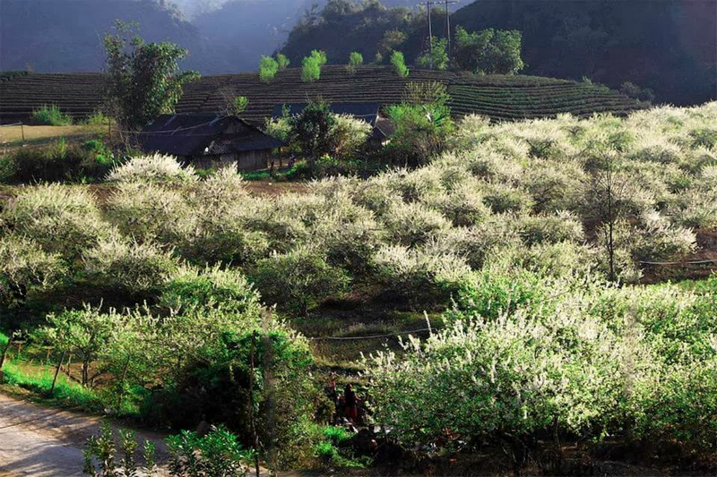 Ngược Về Mộc Châu Ngắm Hoa Mận Đang Bung Nở Trắng Một Góc Trời - Ảnh 8