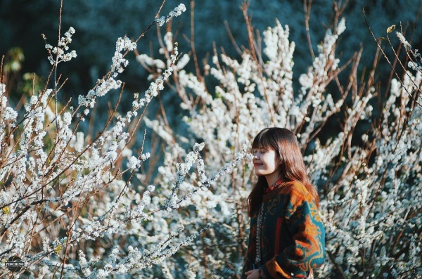 hành trình Mộc Châu Mùa hoa Ban khoảng tháng 3, tháng 4 - Ảnh 1