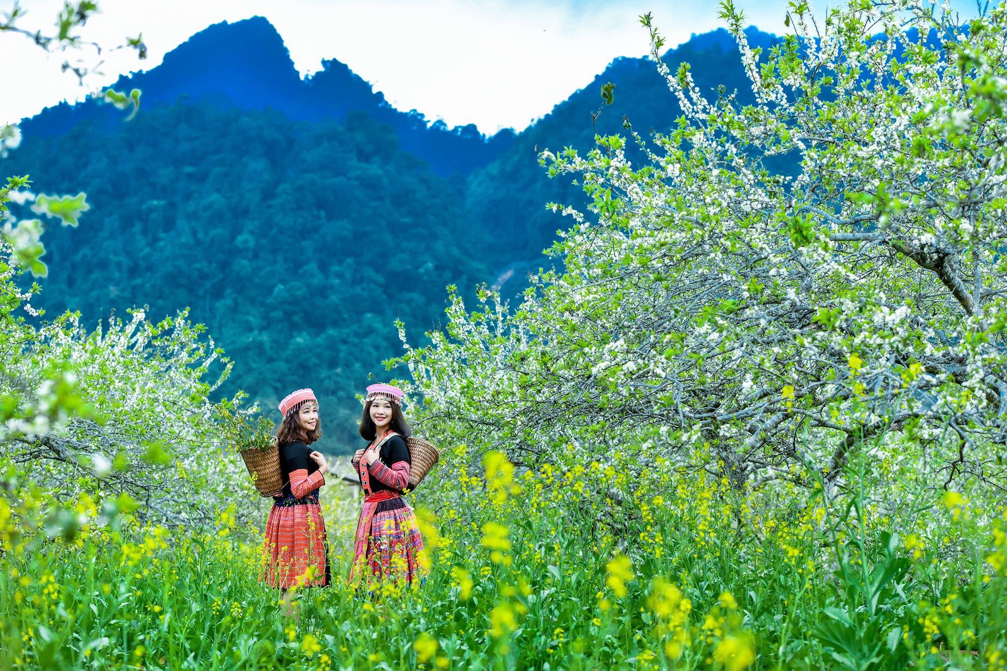 TOUR DU LỊCH MỘC CHÂU MÙA HÁI MẬN – 3 Ngày 2 Đêm - Ảnh 2 1
