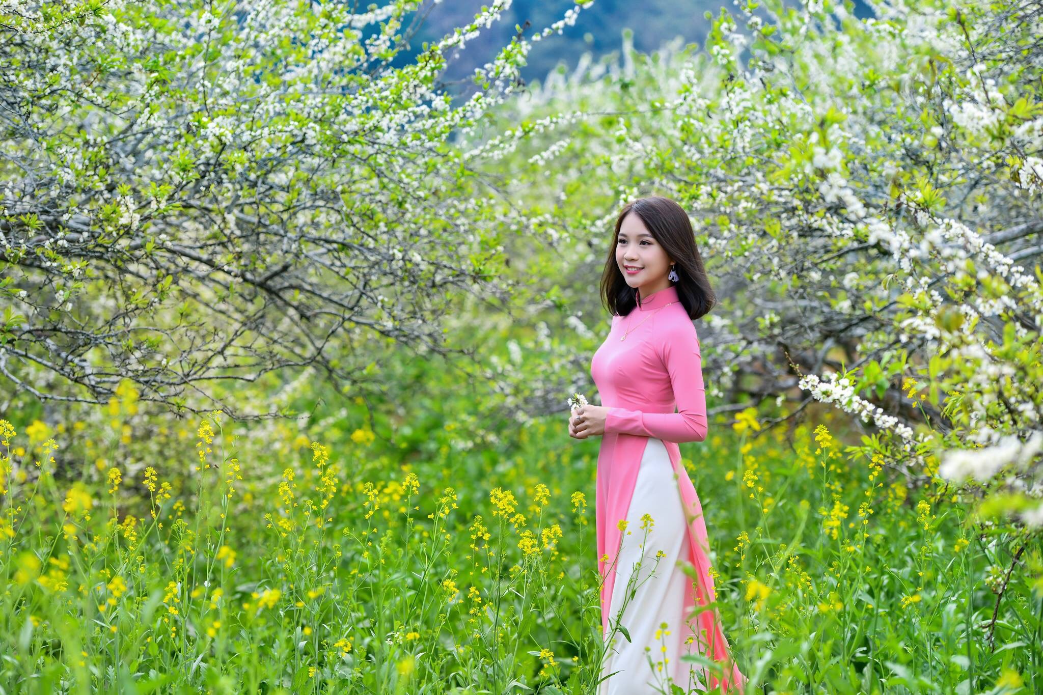 Hà Nội - Mai Châu - Mộc Châu | Mùa Hoa Mơ Hoa Mận Tết Âm Lịch - Ảnh 1