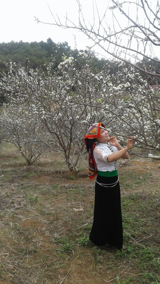 Đồi mận rừng thông bản Áng - Ảnh 3