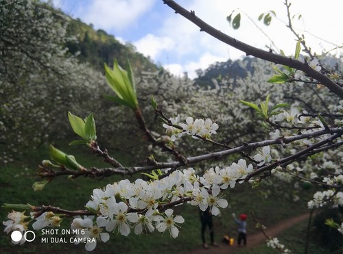 Lũng mận Mu Náu - Ảnh 1