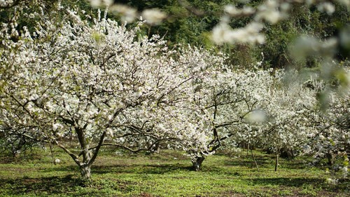 Lũng mận Mu Náu - Ảnh 5
