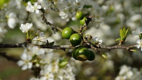 Lũng mận Mu Náu - Ảnh 4