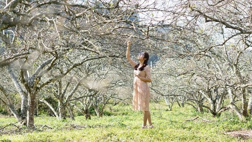 Thung lũng mận Nà Ka - Ảnh 2