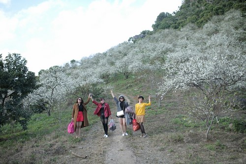 Tư Vấn Điểm Ngắm Hoa Mận Mộc Châu 2025 - Ảnh 1