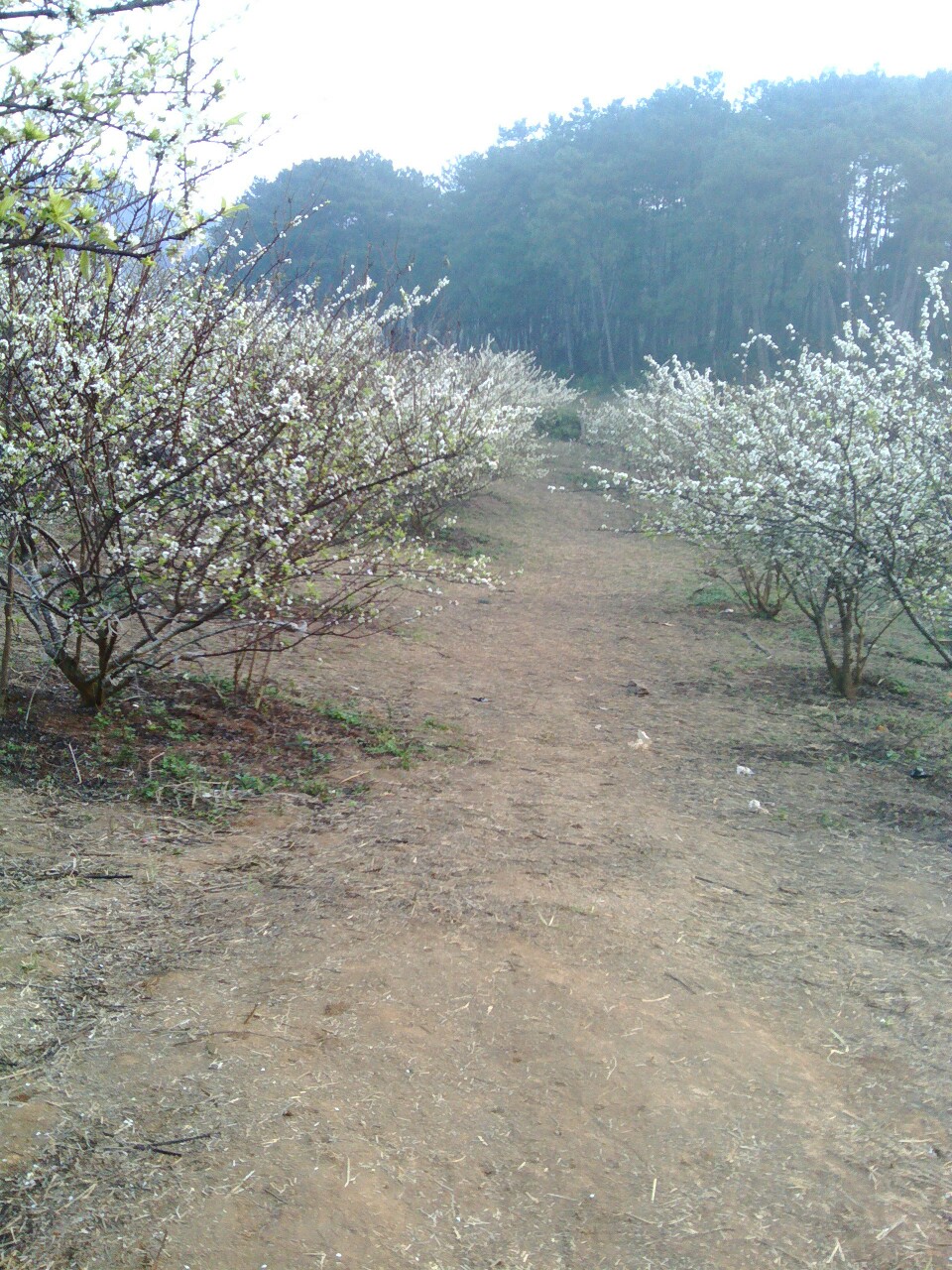 Đồi mận rừng thông bản Áng - Ảnh 2