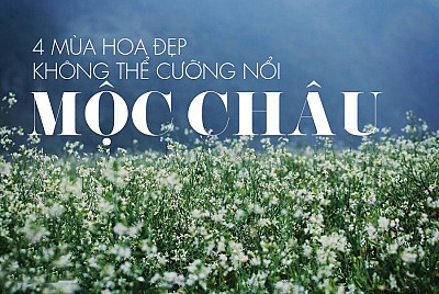 4 Mùa Hoa Đẹp Không Thể Cưỡng Nổi Ở Mộc Châu 4 Mùa Hoa Đẹp Không Thể Cưỡng Nổi Ở Mộc Châu