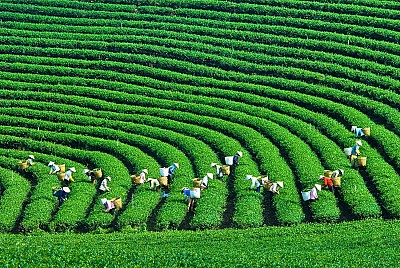 Check – in đồi chè Mộc Sương trên cao nguyên Mộc Châu Check – in đồi chè Mộc Sương trên cao nguyên Mộc Châu