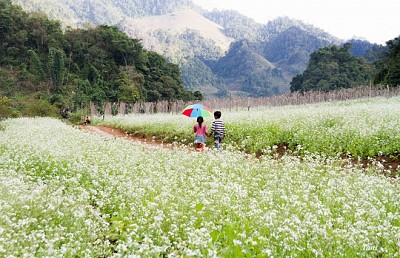 Chiêm Ngưỡng Thiên Đường Hoa Cải Nở Trắng Cao Nguyên Mộc Châu Chiêm Ngưỡng Thiên Đường Hoa Cải Nở Trắng Cao Nguyên Mộc Châu