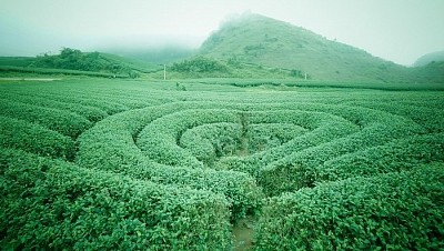 Có Những Điều Mà Bạn Chưa Hề Biết Về Mộc Châu Có Những Điều Mà Bạn Chưa Hề Biết Về Mộc Châu
