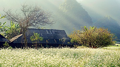 Du Lịch Mộc Châu Tháng 11 Ngắm Hoa Cải Trắng Tinh Khôi Du Lịch Mộc Châu Tháng 11 Ngắm Hoa Cải Trắng Tinh Khôi