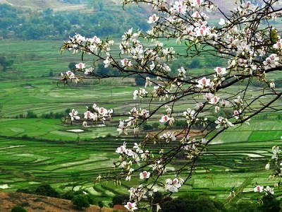 Tìm Về Mộc Châu Trong Những Ngày Tháng 3 Chạm Ngõ Tìm Về Mộc Châu Trong Những Ngày Tháng 3 Chạm Ngõ