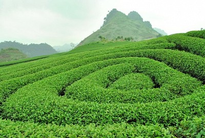 Mộc Châu Tháng 4 - Hái Đào, Ngắm Đồi Chè Xanh Mướt Mộc Châu Tháng 4 - Hái Đào, Ngắm Đồi Chè Xanh Mướt