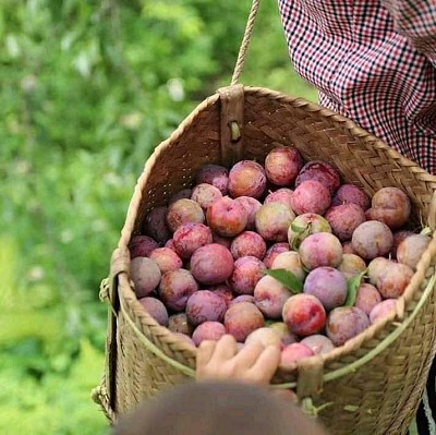 Du lịch Mộc Châu tháng 5 thưởng thức mận chín đỏ rực Du lịch Mộc Châu tháng 5 thưởng thức mận chín đỏ rực