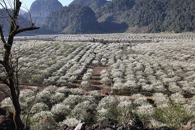 Du lịch thung lũng mận Nà Ka Mộc Châu Du lịch thung lũng mận Nà Ka Mộc Châu