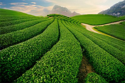 Khám Phá 8 Đồi Chè Đẹp Mê Hồn Dọc Ba Miền Đất Nước Khám Phá 8 Đồi Chè Đẹp Mê Hồn Dọc Ba Miền Đất Nước