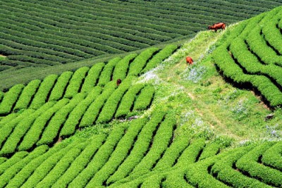 Kinh Nghiệm Đi Du Lịch Mộc Châu Kinh Nghiệm Đi Du Lịch Mộc Châu