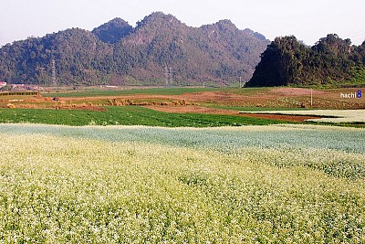 Kinh Nghiệm Khám Phá Mùa Hoa Cải Trắng Kinh Nghiệm Khám Phá Mùa Hoa Cải Trắng