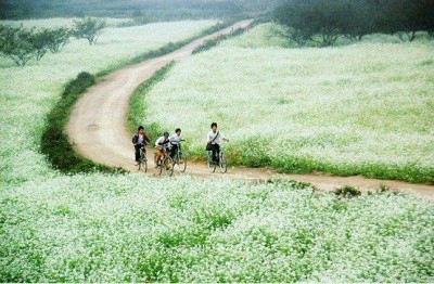 Mộc Châu Bình Yên Mùa Xuân Về Mộc Châu Bình Yên Mùa Xuân Về
