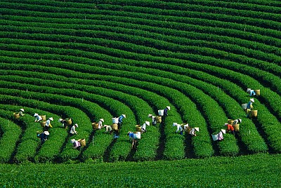 Mộc Châu- Điểm Du Lịch Tránh Nóng Lí Tưởng Mùa Hè Mộc Châu- Điểm Du Lịch Tránh Nóng Lí Tưởng Mùa Hè