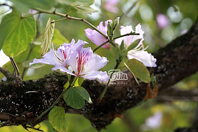 Mộc Châu Mùa Ban Nở Mộc Châu Mùa Ban Nở